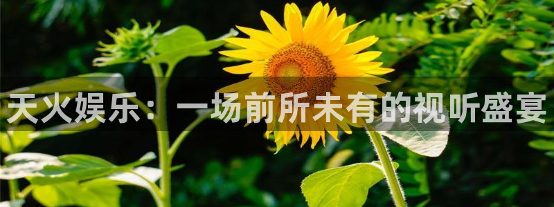 辉达娱乐登录注册：天火娱乐：一场前所未有的视听盛宴